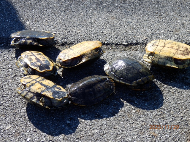 IMG_1917　捕獲したミシシッピあかみみカメ